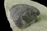 Gastropod (Platyceras) Fossil on Rock - Crawfordsville, Indiana #135625-2